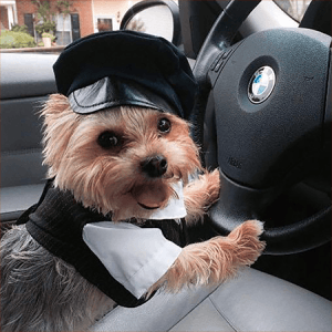 Dog Chauffer