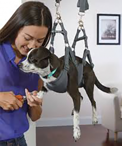 Pet Hammock for grooming