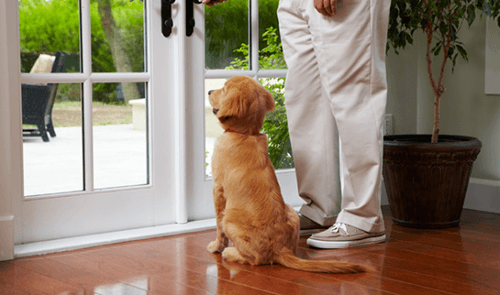 A well-mannered puppy already showing the effects of good dog training