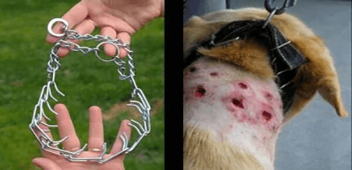 This picture of a spiked dog collar and the dog's bleeding neck show an example of bad dog training practices