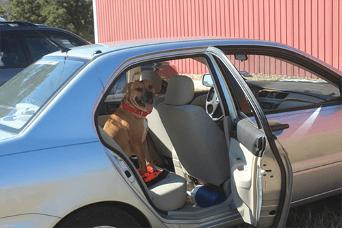 Dog Riding In Car