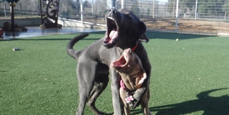 Two dogs playing. Does the facility limit the number of dogs allowed to play together?
