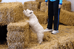 Westie sniffing a hay bale