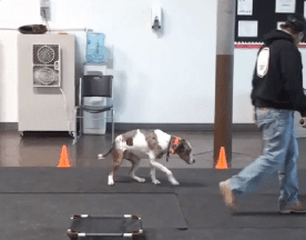 More Cruel Dog Training