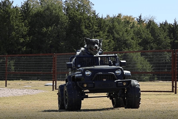 doggy driving jeep