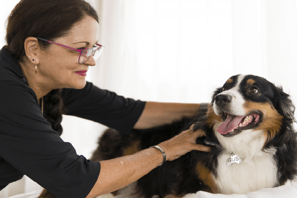 doggy massage