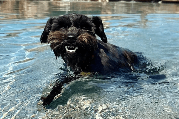 Doggy Pool Smiling