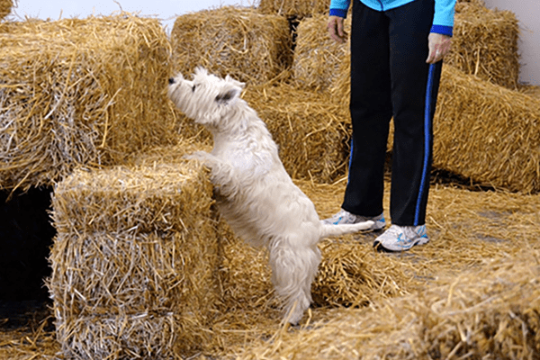 Barn-hunt Westie sniffing a hay bale