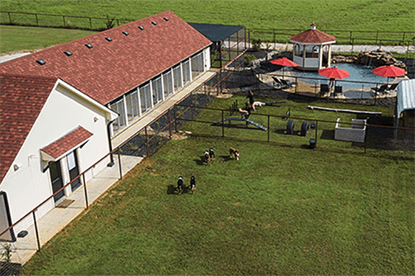 Back of playstaytion pet resort building dogs sniffing noses on a lawn